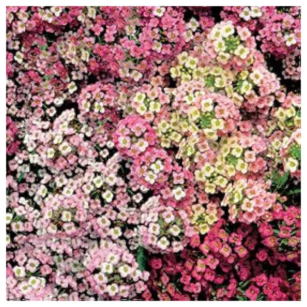 Sweet Alyssum Pastel Carpet Mix Lobularia Maritima Flower Flower Seeds Home Garden Planting, | Neera Seeds product photo [neera-v4-0989f9c9230fa28b709f]