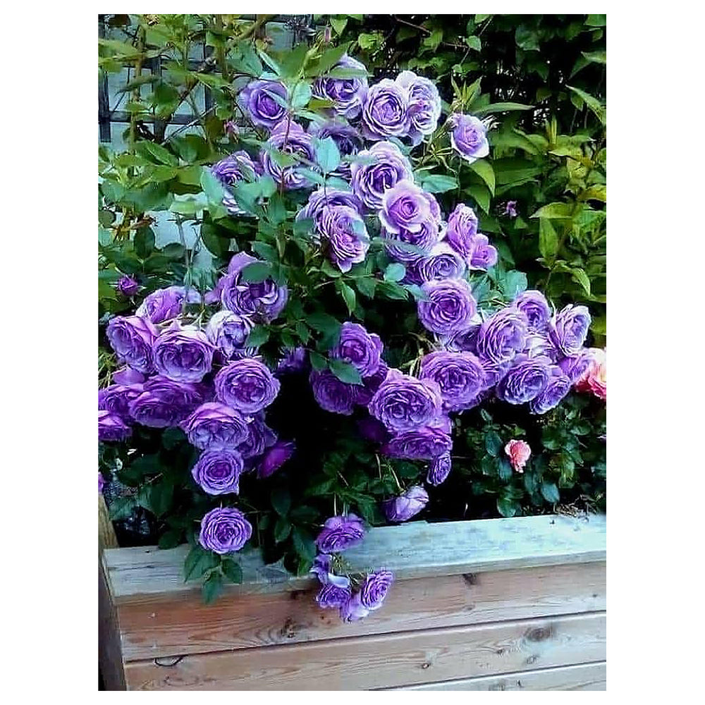 Climbing Rose Flower Seeds for Planting 100 pcs – Heirloom, Non-GMO, High Germination Garden Seeds for Vertical Blo | Neera Seeds product photo [neera-v4-098ae067f9b4ad5d4618]