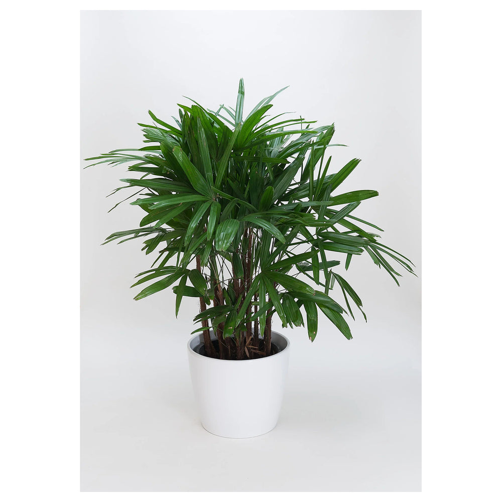 Heirloom Lady Palm (Rhapis excelsa) Seeds - Non-GMO, High Germination Organic Indoor Palm Garden Seeds for Planting | Neera Seeds product photo [neera-v4-099326371cd7be94755f]