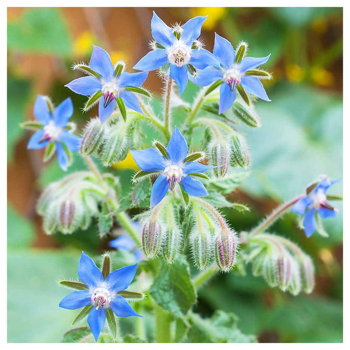 Borage Seeds for Planting – Organic, Heirloom, Non-GMO Herb &amp; Edible Flower Seeds for Pollinator and Culinary Garde | Neera Seeds product photo [neera-v4-099b45d8c99dc5294d5d]
