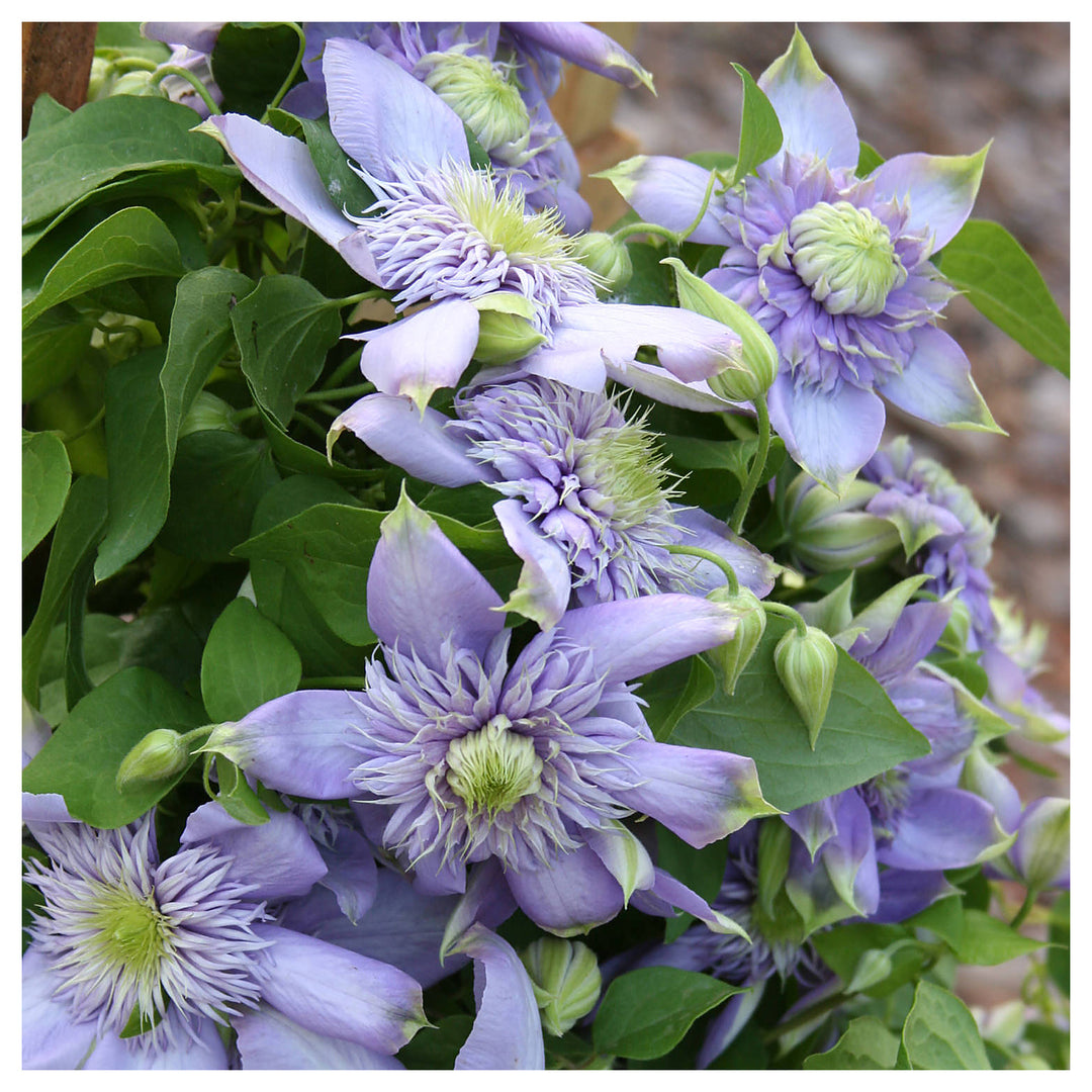 Heirloom Non-GMO Light Blue Clematis Flower Seeds for Planting – Vibrant Climbing Vine Seeds | Neera Seeds product photo [neera-v4-099e17e6429ededfc1e9]