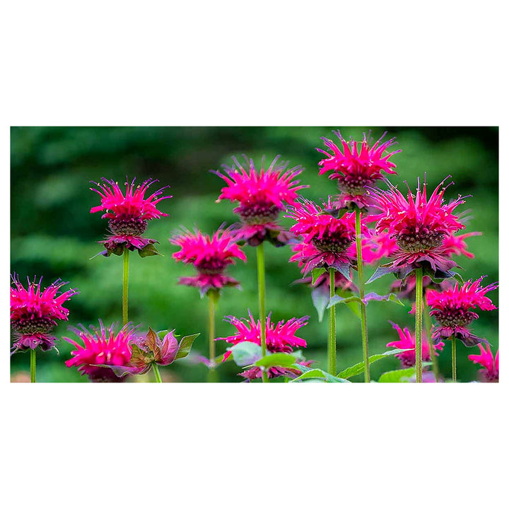 Pink Wild Bergamot Monarda Fistulosa Mintleaf Bee Balm Flower Seeds for Planting - Non-GMO garden seeds | Neera Seeds product photo [neera-v4-09a36bf1a01fccf90679]