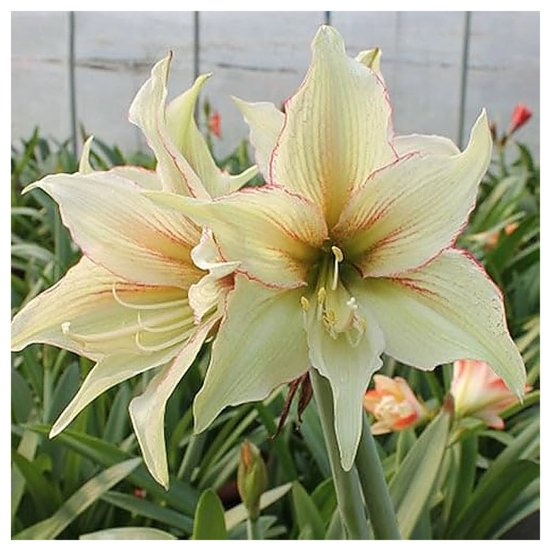 Light Green Hippeastrum Rutilum Flower Seeds for Planting – Heirloom Non-GMO High Germination Amaryllis Seeds | Neera Seeds product photo [neera-v4-09a3a41b045a1a2bb74e]