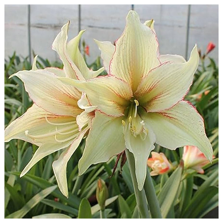 Light Green Hippeastrum Rutilum Flower Seeds for Planting – Heirloom Non-GMO High Germination Amaryllis Seeds | Neera Seeds product photo [neera-v4-09a3a41b045a1a2bb74e]