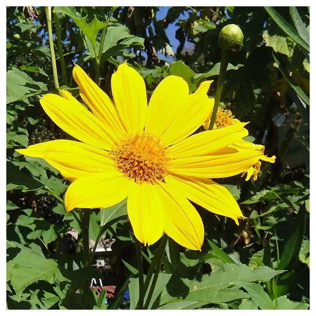 Yellow Torch Mexican Sunflower Seeds (Tithonia) for Planting – Heirloom & Non-GMO Blooms for Pollinator and Butterf | Neera Seeds product photo [neera-v4-09a53600a70feec2dcbf]