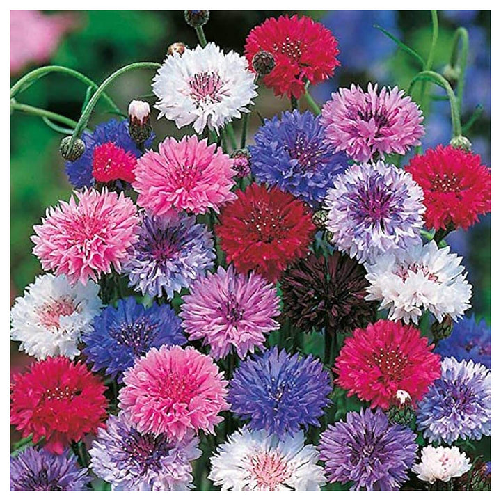 Cornflower Planting Seeds heirloom &amp; Non-GMO Seeds | Neera Seeds product photo [neera-v4-09c0d9bd73809199fbb2]