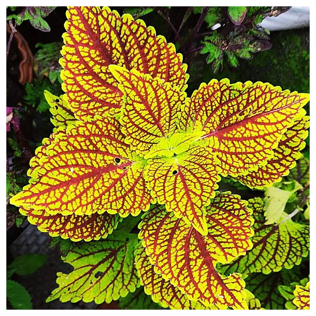 Heirloom Non-GMO Yellow Red Coleus Plant Seeds for Planting – Vibrant Foliage for Shaded Garden Borders | Neera Seeds product photo [neera-v4-09d1c2de3f41c1a606ee]