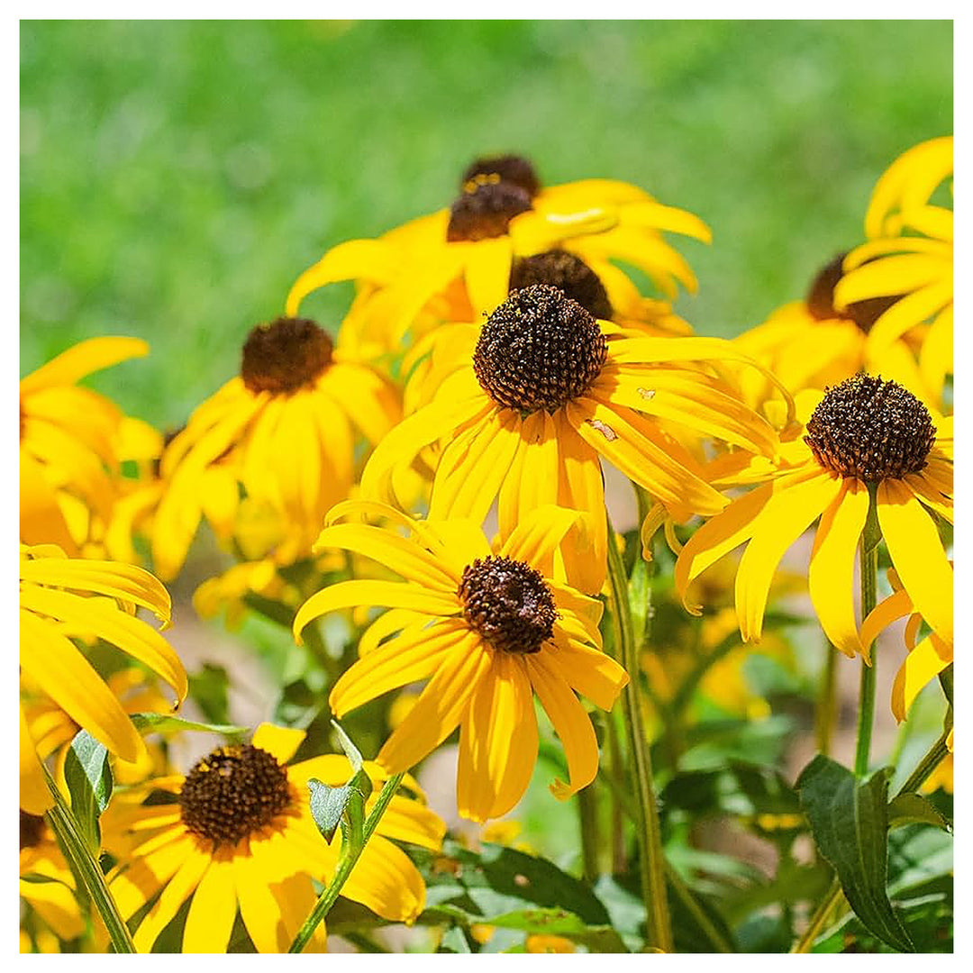 Rudbeckia Coneflower Rudbeckia Hirta For Planting In Wildflower Garden Flower Seeds for Home Garden | Neera Seeds product photo [neera-v4-09d5990082ace2915dee]