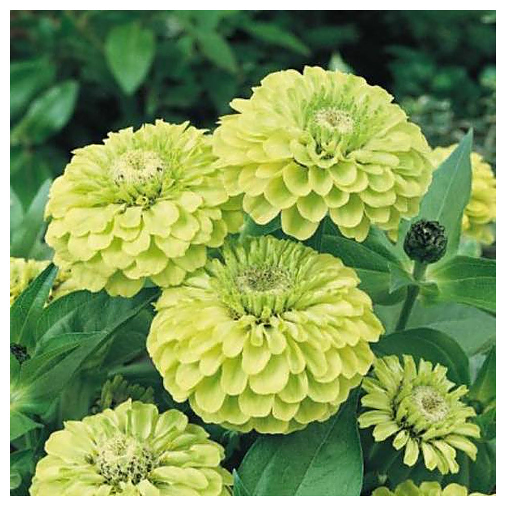 Envy Zinnia Flower Seeds for Planting – Heirloom, Non-GMO, High Germination Organic Garden Seeds | Neera Seeds product photo [neera-v4-09d599225ed6451ba901]