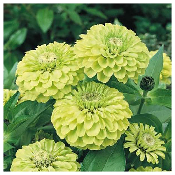 Envy Zinnia Flower Seeds for Planting – Heirloom, Non-GMO, High Germination Organic Garden Seeds | Neera Seeds product photo [neera-v4-09d599225ed6451ba901]