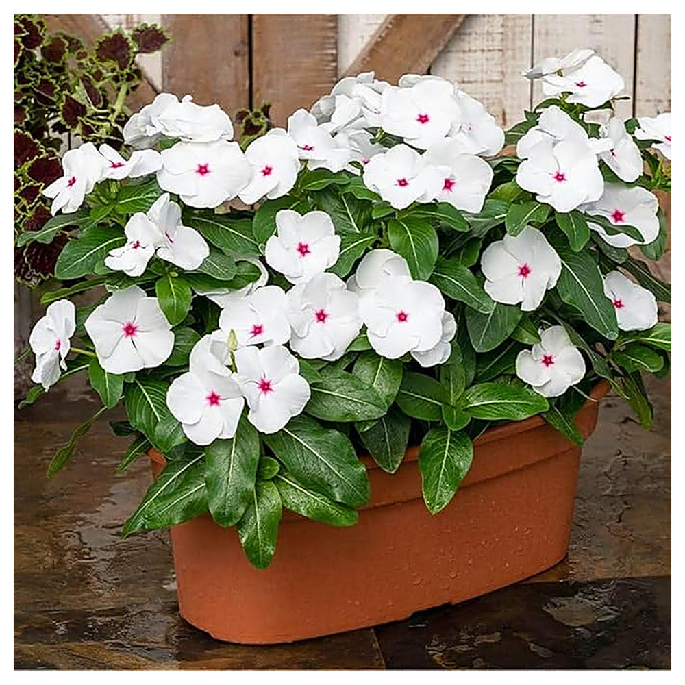 Organic White Cora Cascade Flower Seeds for Planting – Heirloom, Non-GMO | Neera Seeds product photo [neera-v4-09d73c9b0daa823dc569]