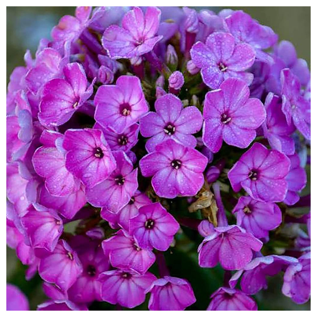 Phlox Flower Phlox Paniculata Planting Flower Bed And Urban Garden Flower Seeds Home | Neera Seeds product photo [neera-v4-09d97fb817fe46bea7f6]