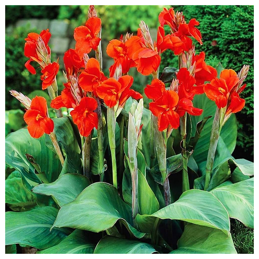 Canna Flower Seeds for Planting – Vibrant Tropical Blooms for Garden & Landscape | Neera Seeds product photo [neera-v4-09dee8c0b2013a17df9b]