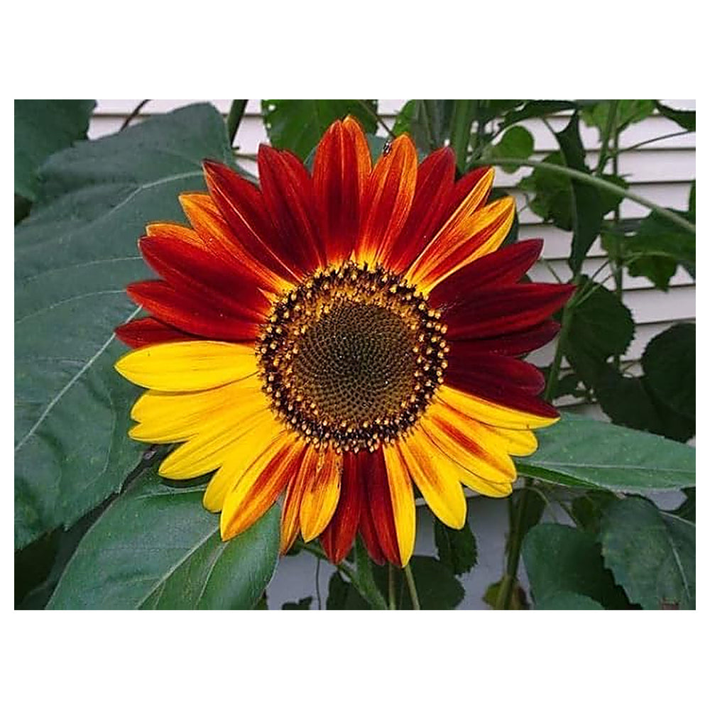 Heirloom Multi-Colored Sunflower Seeds for Planting – Non-GMO | High Germination Organic Garden Flower Seeds | Neera Seeds product photo [neera-v4-09f3534da1a61e3c7fe8]