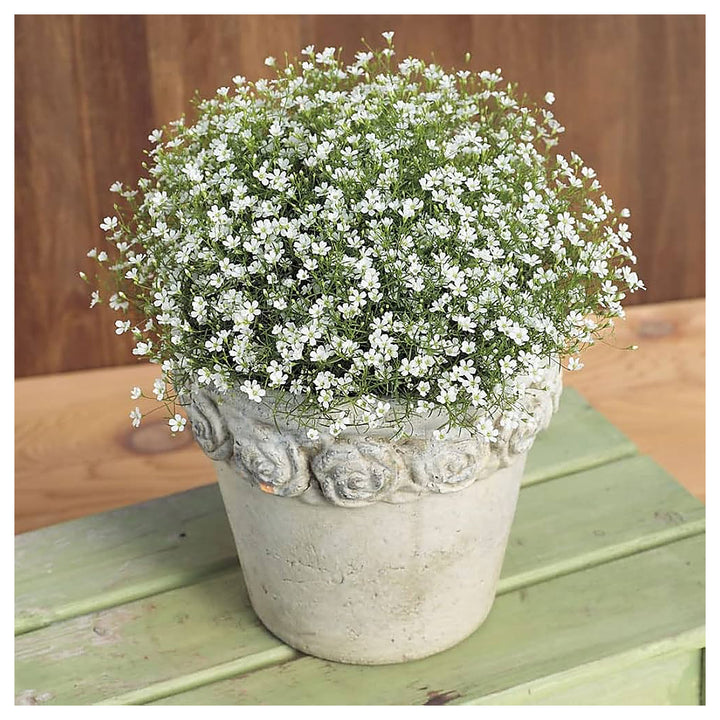 Peach Gypsophila Flower Seeds for Planting | Heirloom Non-GMO High Germination Organic Garden Seeds | Neera Seeds product photo [neera-v4-0a00245c359ef03b41f4]