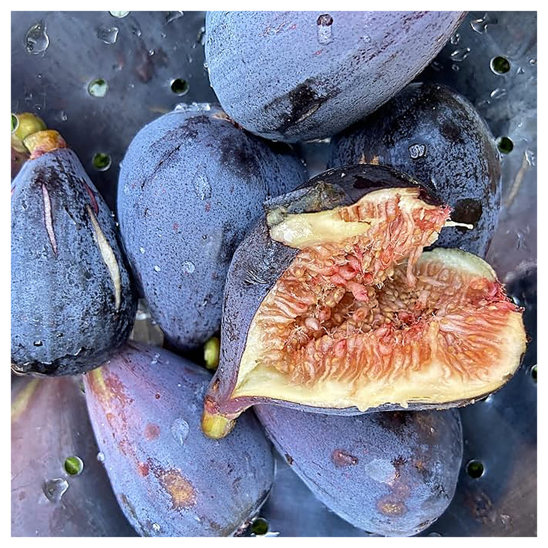 Black Mission Fig Seeds – Heirloom Non-GMO Fruit Seeds for Garden Planting | Neera Seeds product photo [neera-v4-0a169bb41174be72ba08]