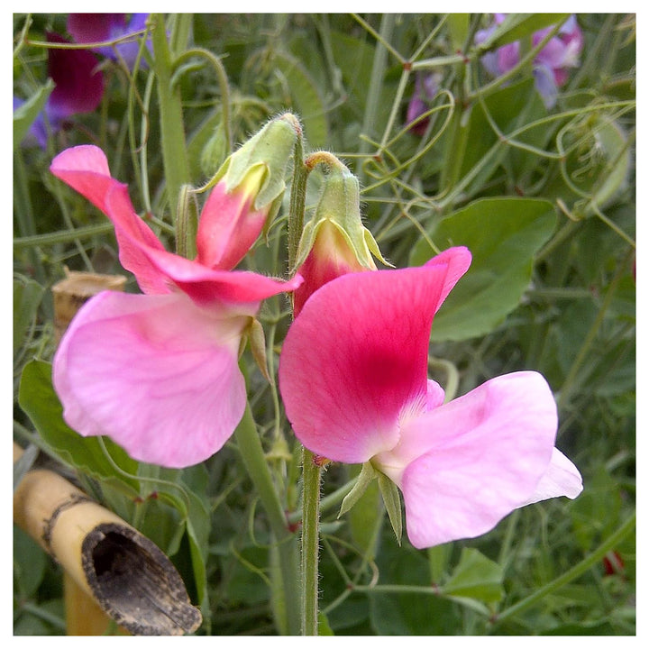 Heirloom Non-GMO Pink Sweet Pea Flower Seeds – High Germination Fragrant Climbing Blooms for Garden Planting | Neera Seeds product photo [neera-v4-0a1f8e69fbbb2873f8e5]