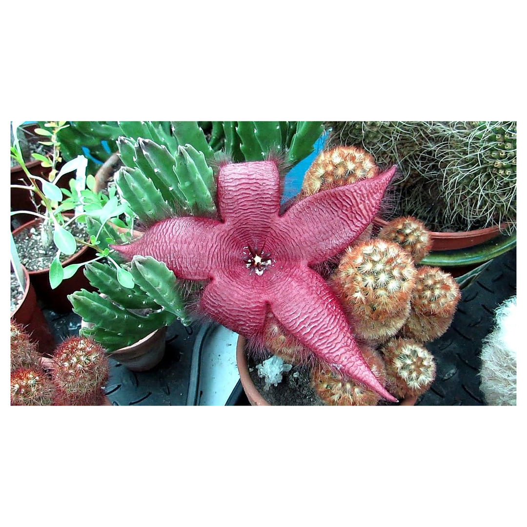 Heirloom Non-GMO Burgundy Stapelia Flower Seeds for Garden Planting – High Germination Organic Garden Seeds | Neera Seeds product photo [neera-v4-0a278bcb13af33172318]