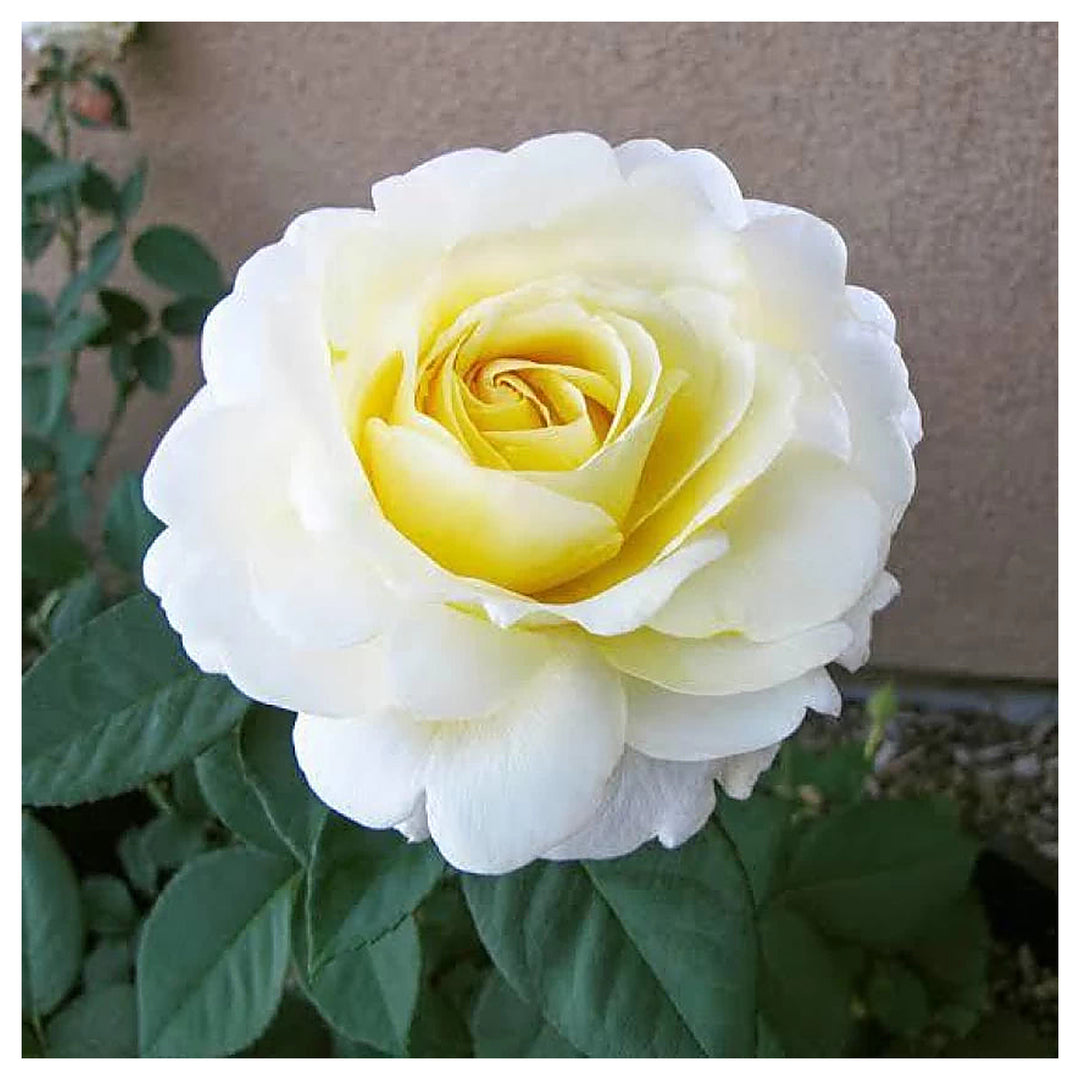 White Yellow Rose Plant Seeds for Planting Non-GMO Heirloom Garden Seeds for Growing Beautiful Flowers | Neera Seeds product photo [neera-v4-0a2c768255d68447097c]