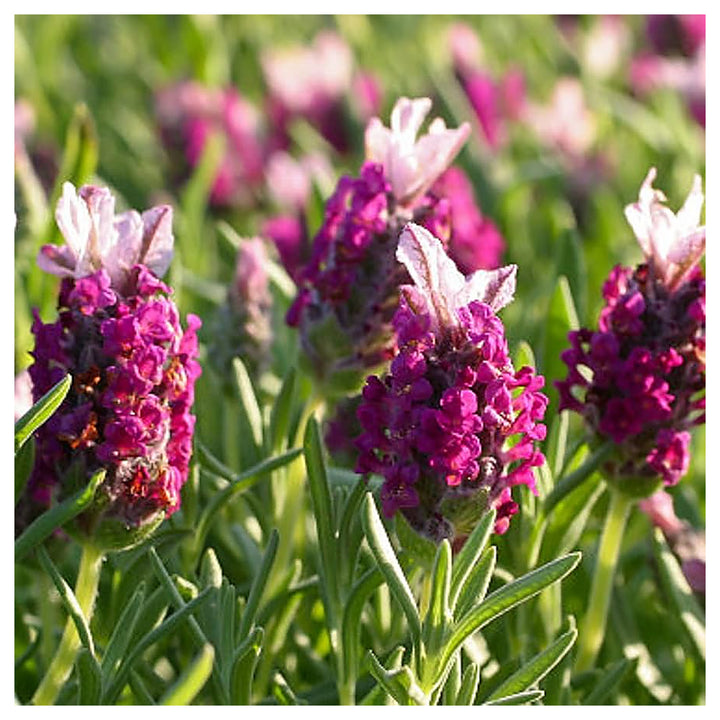 Red Lavender Purple Heirloom Non Gmo Fragrant Flowers And Aromatic Gardens Flower Seeds | Neera Seeds product photo [neera-v4-0a3482012168e8ef37be]