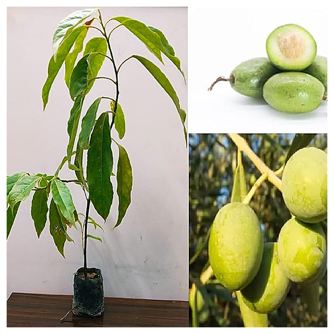 Arbequina Olive Seeds for Planting – Heirloom, Non-GMO, High-Yield Dwarf Olive Tree for Home Garden & Containers | Neera Seeds product photo [neera-v4-0a3e228eeaf950c7bca3]