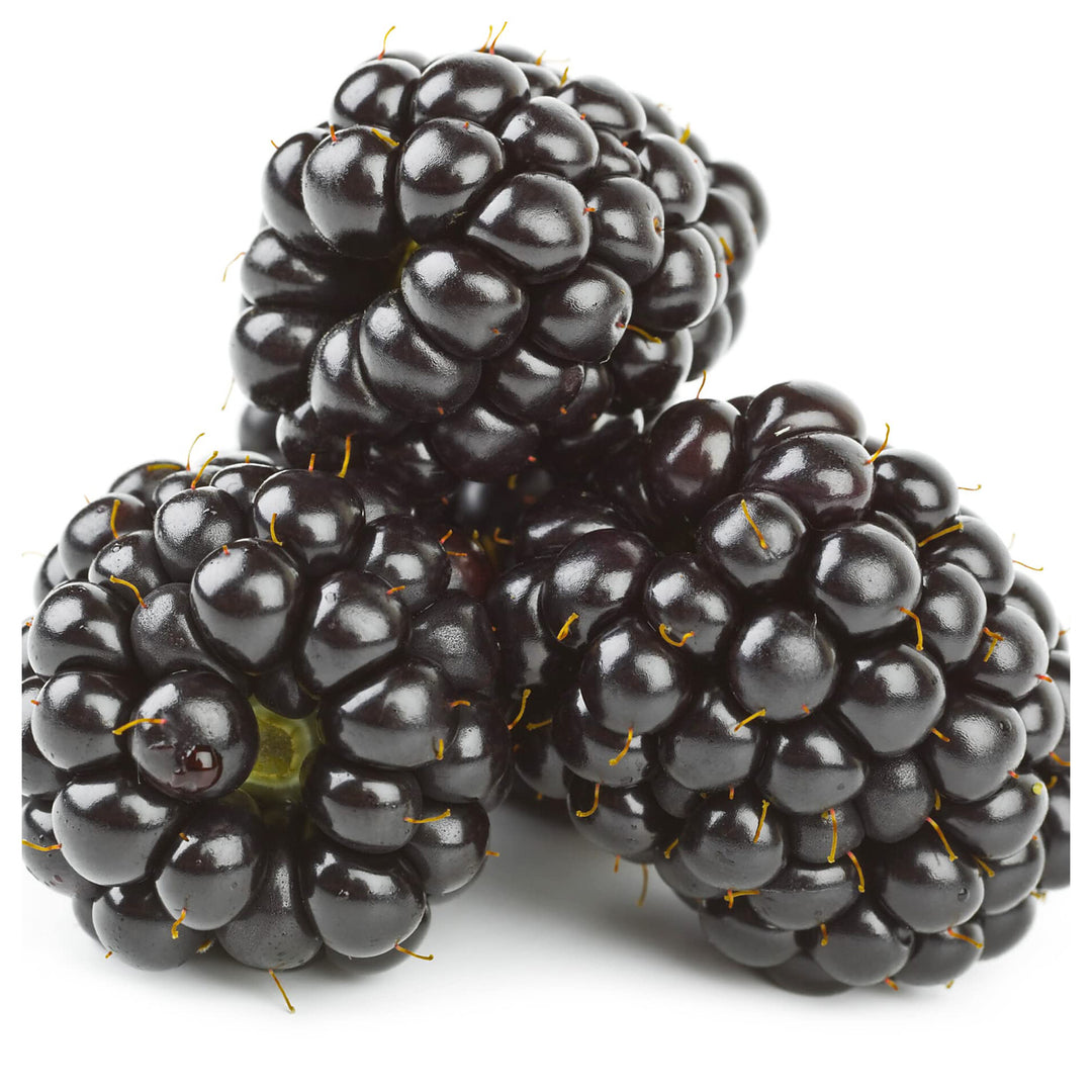 Dewberry Blackberry Seeds for Planting – Heirloom & Non-GMO Fruit Seeds for Home Garden | Neera Seeds product photo [neera-v4-0a54992394f277bbe1a5]