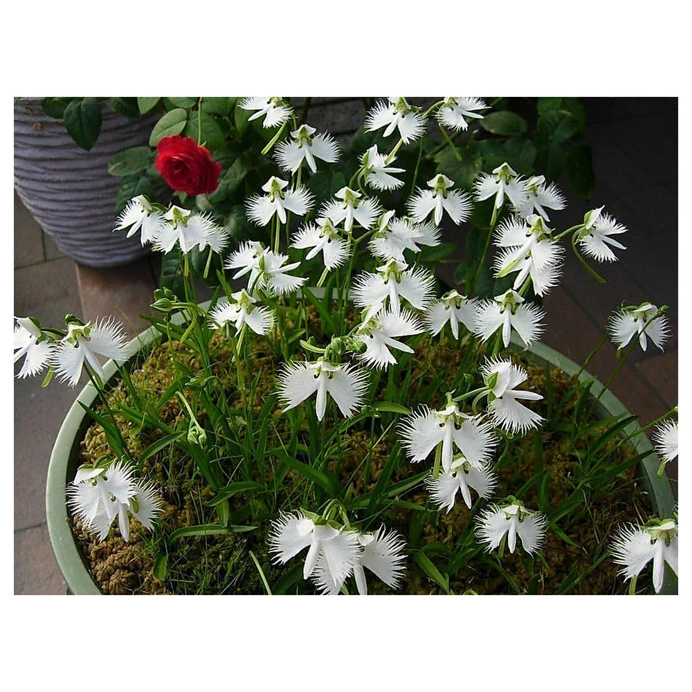 Heirloom Dove Orchid Flower Seeds, Non-GMO, Exotic White Blooms for Indoor or Garden Display | Neera Seeds product photo [neera-v4-0a5a0d099c3603e129ea]
