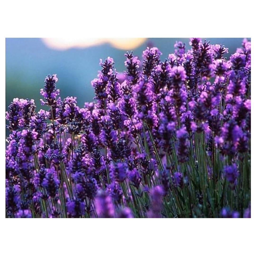 Lavender Lavula Dentata French Provence Flower For Planting Aromatic Variety For Balcony | Neera Seeds product photo [neera-v4-0a5bec499054fee5bb7e]