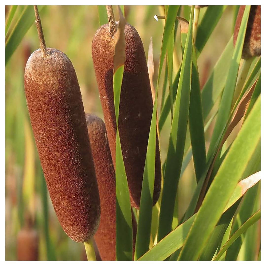 Cattails Seeds for Planting – Organic, Heirloom, Non-GMO Aquatic Flower Seeds | Neera Seeds product photo [neera-v4-0a7a7d65a11900d8870c]