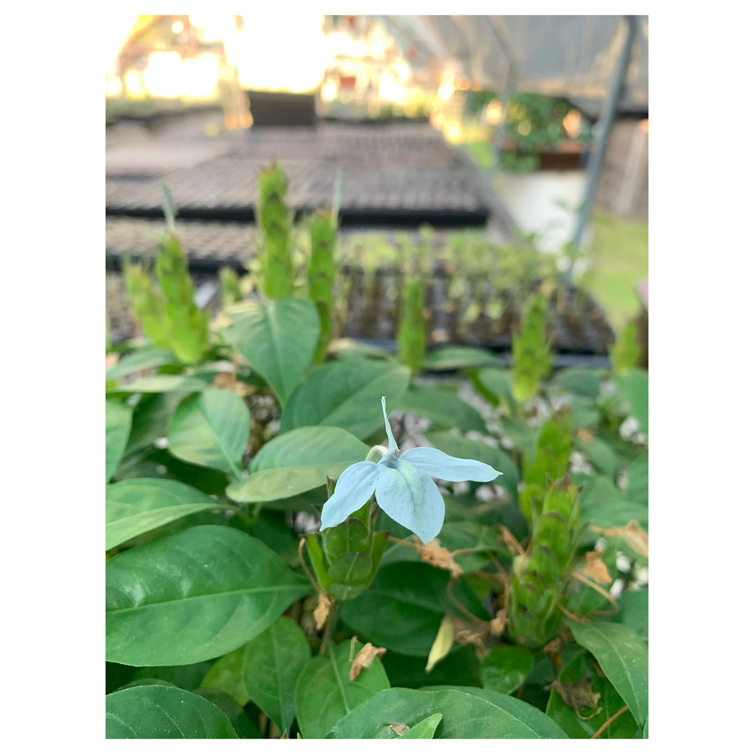 Heirloom Non-GMO Blue Ecbolium Viride Flower Seeds for Garden Landscaping and Home Gardening | Neera Seeds product photo [neera-v4-0a9202301c11f9573aa4]