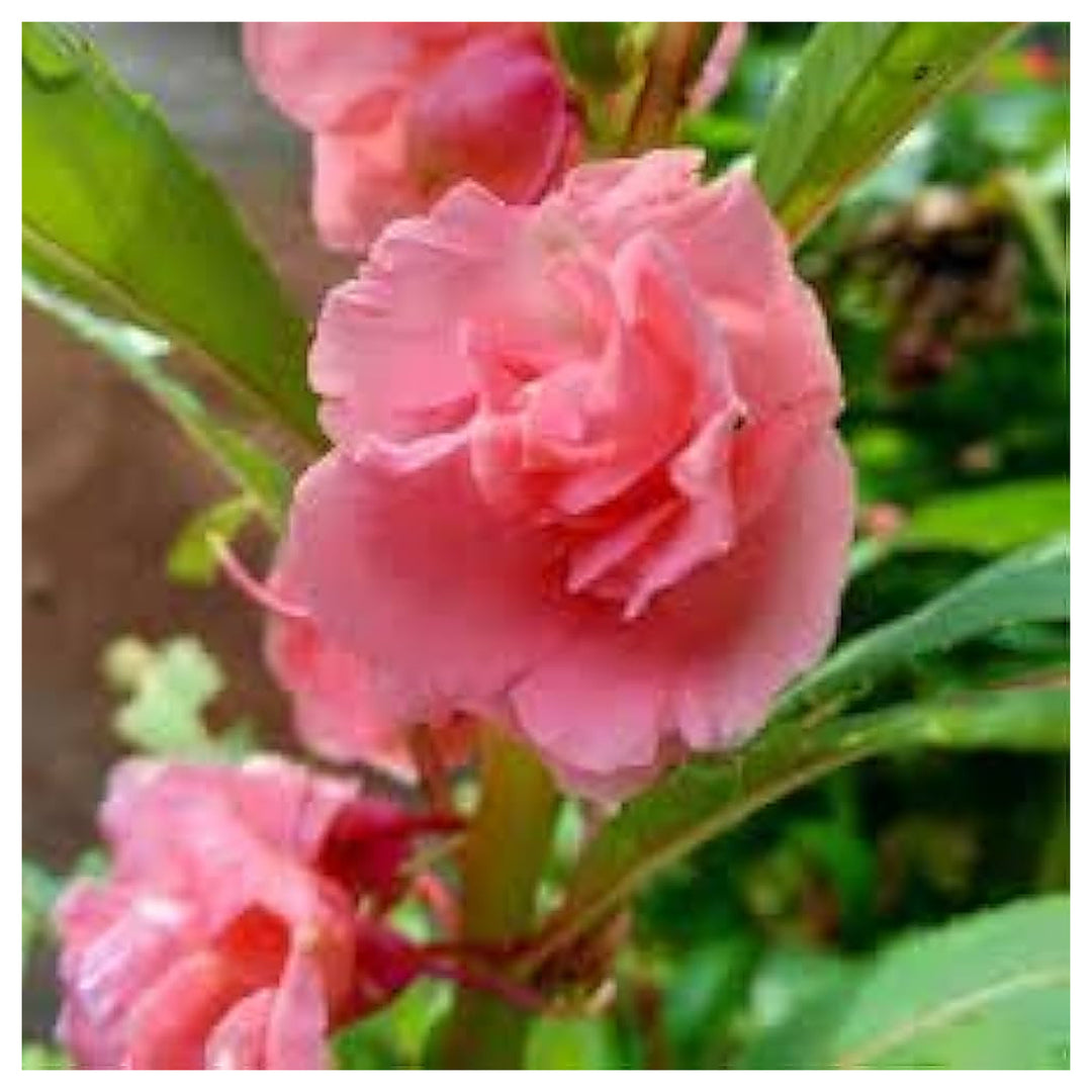 Heirloom Peach Balsam Flower Seeds – Non-GMO, High Germination Organic Garden Seeds for Planting Colorful Annual Bl | Neera Seeds product photo [neera-v4-0a9306f302c672144bbd]