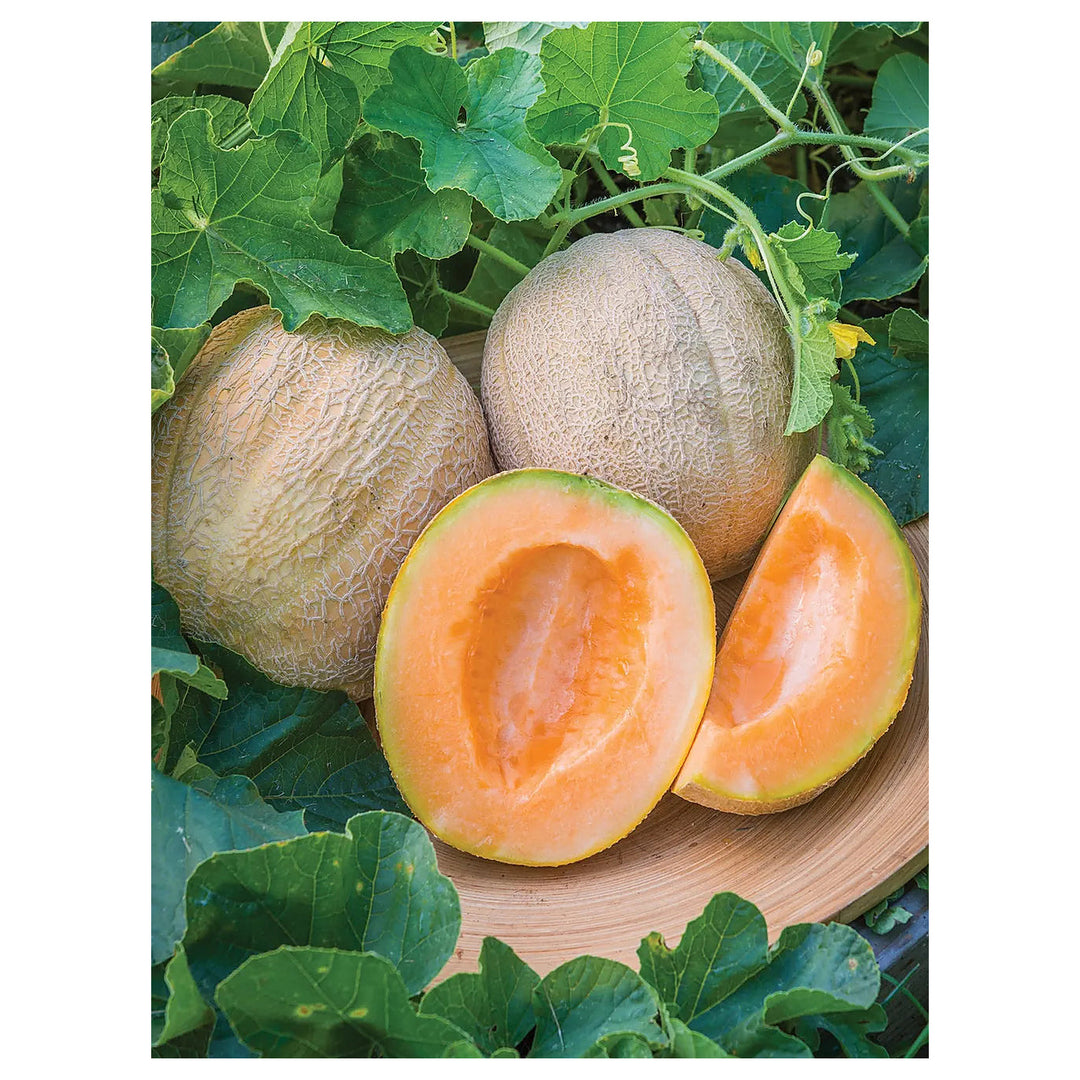 Cantaloupe Fruit Seeds for Planting – Light Orange Variety, Heirloom & Non-GMO Seeds for Sweet Garden Melons | Neera Seeds product photo [neera-v4-0a978405e57451118a49]