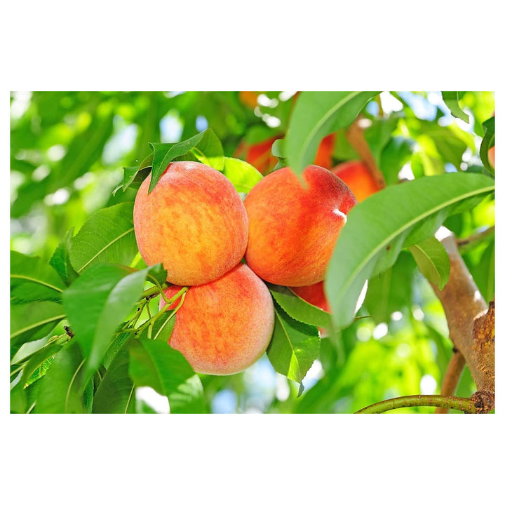 Peach Red Yellow Fruit Seeds for Planting – Heirloom &amp; Non-GMO Seeds for Home Garden | Neera Seeds product photo [neera-v4-0a9f92b3ff1b2ecdc741]