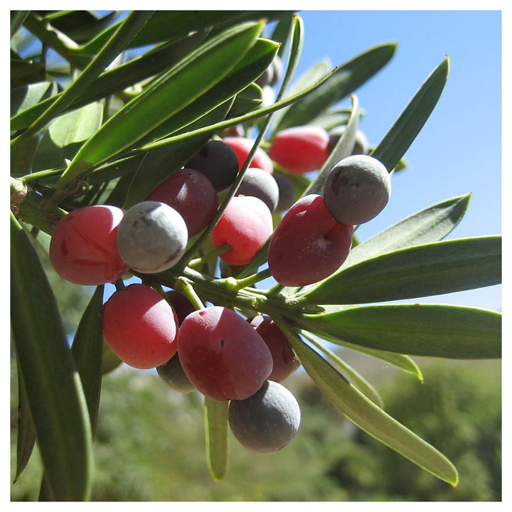 Heirloom Non-GMO Podocarpus Macrophyllus Plant Seeds for Planting – Organic Garden Seeds with High Germination | Neera Seeds product photo [neera-v4-0aa4088a3bf2012a43c3]