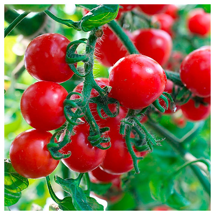 Cherry Tomato Vegetable Seeds for Planting – Heirloom, Non-GMO, High Germination Organic Garden Seeds | Neera Seeds product photo [neera-v4-0aab4098b97d535bc22b]
