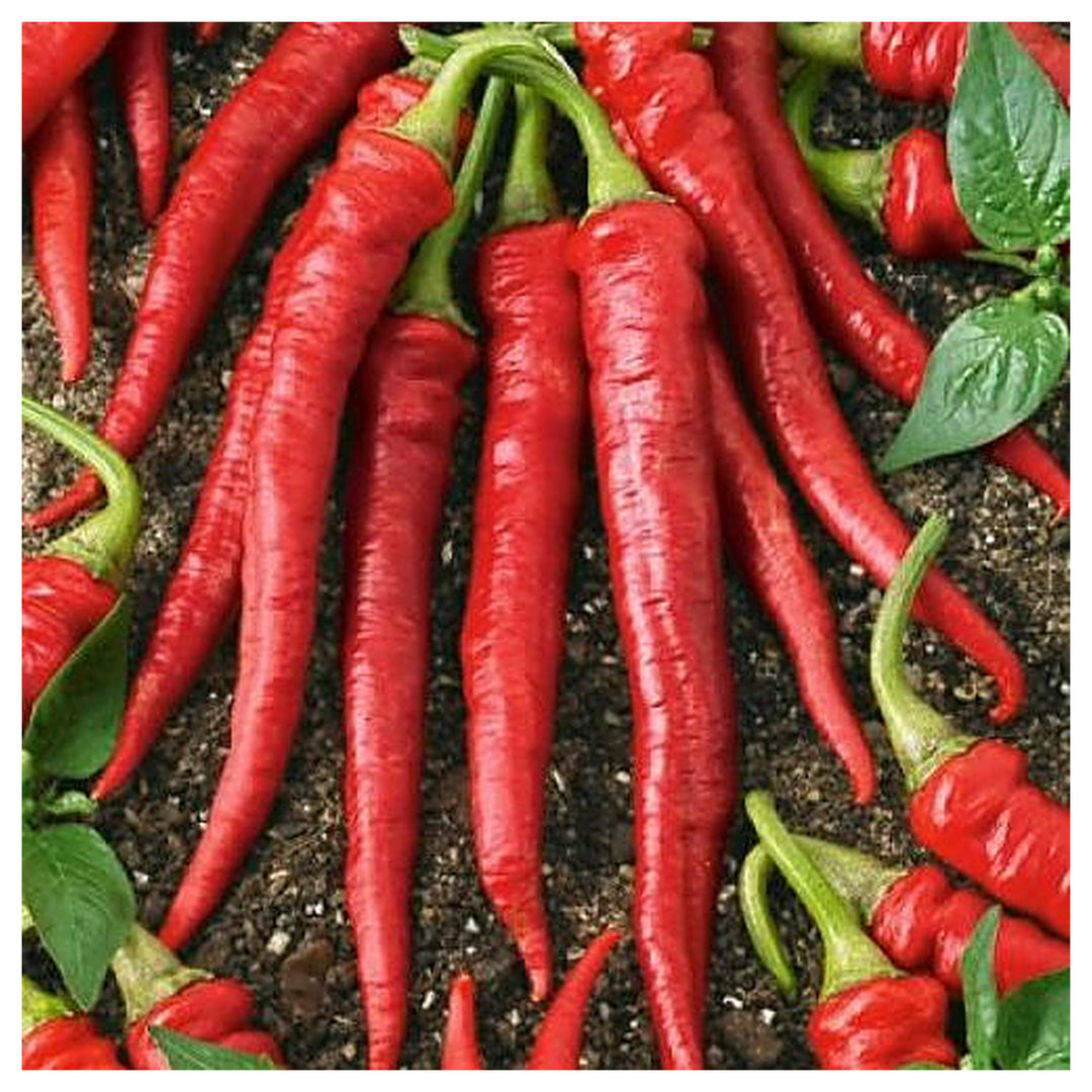 Cayenne Pepper Seeds – Long Red Chili Vegetable Seeds for Planting, High Yield, Non-GMO, Heirloom Hot Pepper Variet | Neera Seeds product photo [neera-v4-0ab1a9f506782b562afd]