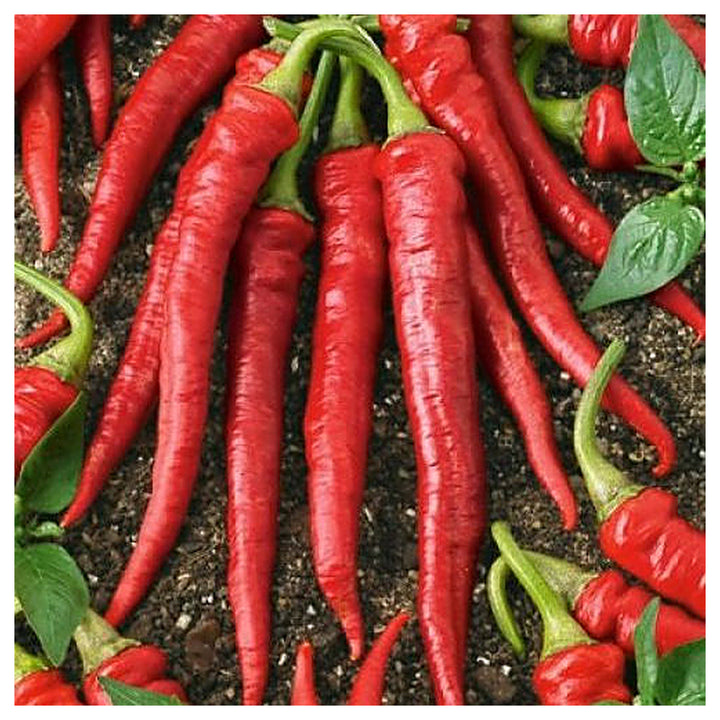 Cayenne Pepper Seeds – Long Red Chili Vegetable Seeds for Planting, High Yield, Non-GMO, Heirloom Hot Pepper Variet | Neera Seeds product photo [neera-v4-0ab1a9f506782b562afd]