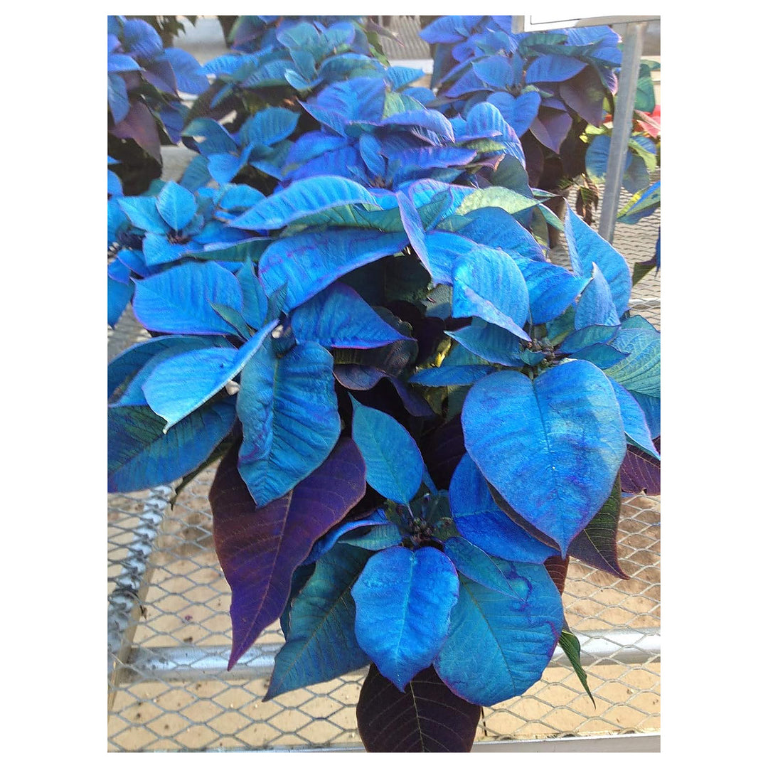 Heirloom Non-GMO Sky Blue Poinsettia Flower Seeds for Planting – Rare Colorful Blooming Flower Seeds | Neera Seeds product photo [neera-v4-0ab75329718deb9a6c79]