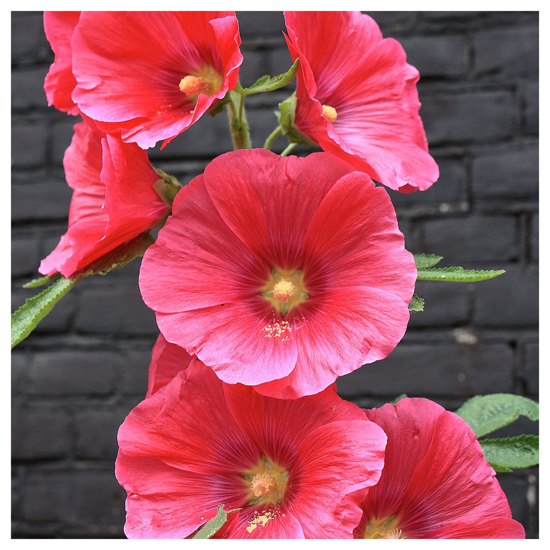 Hollyhock Red Flower Seeds for Planting – Organic, Heirloom, Non-GMO Seeds | Neera Seeds product photo [neera-v4-0abe77f2d7fb7a2316a1]