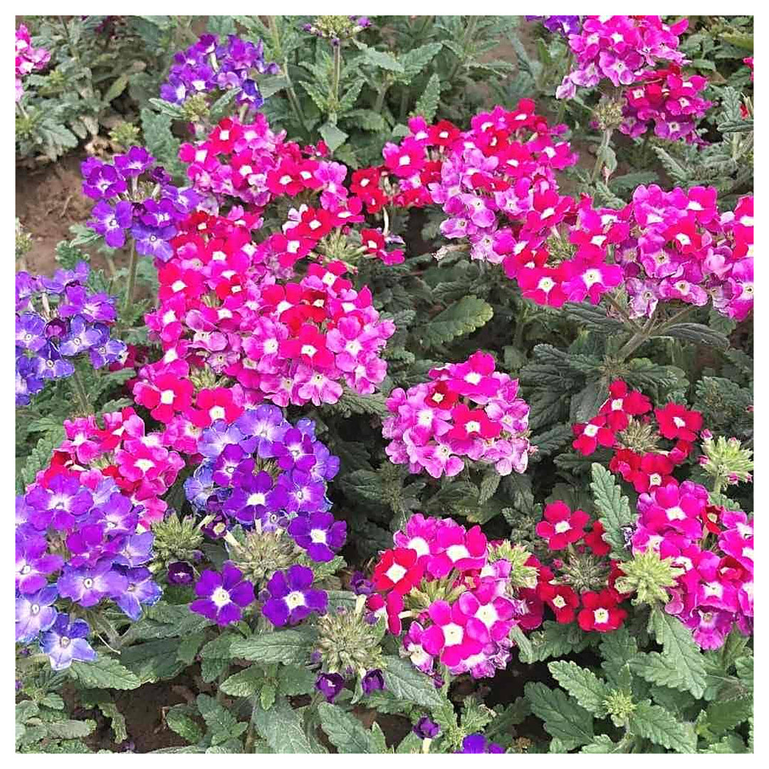 Burgundy Verbena Flower Seeds for Planting – Heirloom, Non-GMO, High Germination Organic Garden Seeds | Neera Seeds product photo [neera-v4-0abfa69637946e7415b2]