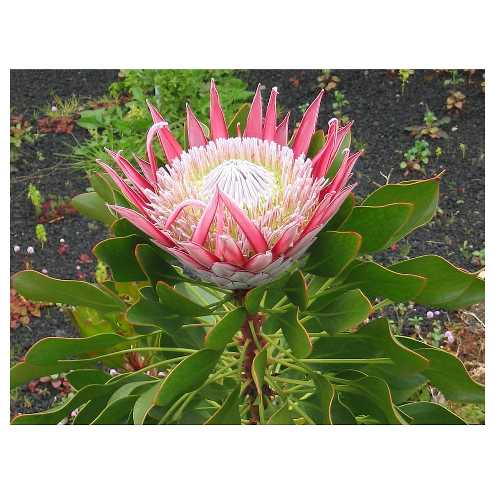 Heirloom Non-GMO Protea Cynaroides Flower Seeds for Striking Garden Landscapes and Outdoor Planting | Neera Seeds product photo [neera-v4-0ac16cf9bf01ab63401b]