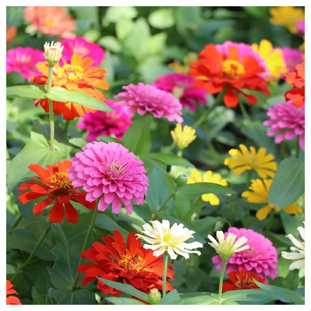 Zinnia Elegans Flower Seeds – Mixed Colors, Heirloom & Non-GMO Seeds for Garden Planting | Neera Seeds product photo [neera-v4-0ac6a888be26bdd76b2e]