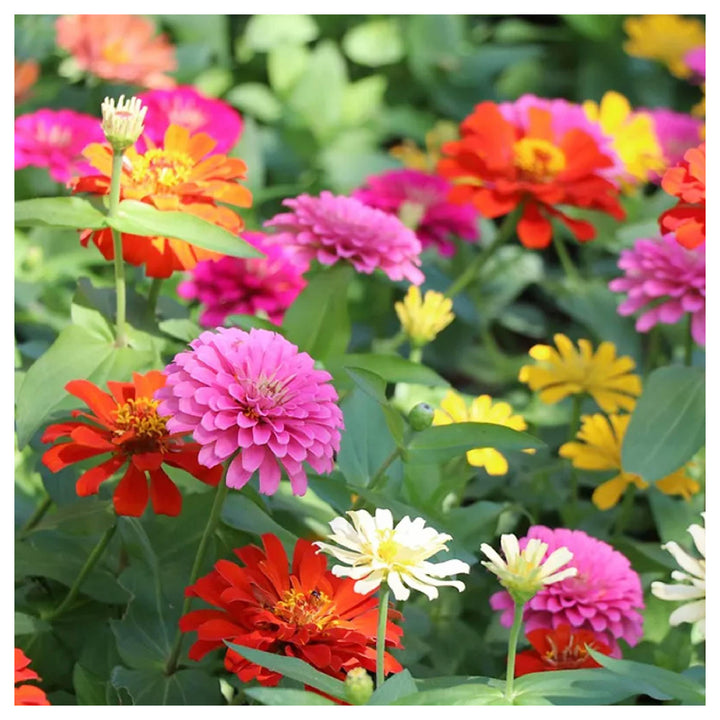Zinnia Elegans Flower Seeds – Mixed Colors, Heirloom &amp; Non-GMO Seeds for Garden Planting | Neera Seeds product photo [neera-v4-0ac6a888be26bdd76b2e]