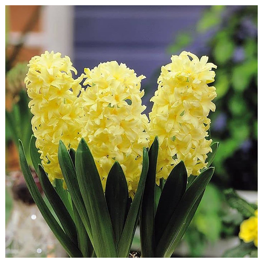 Yellow Hyacinthus Orientalis Flower Seeds for Planting – Heirloom, Non-GMO, High Germination Organic Garden Seeds | Neera Seeds product photo [neera-v4-0acae6e396a972d2d624]