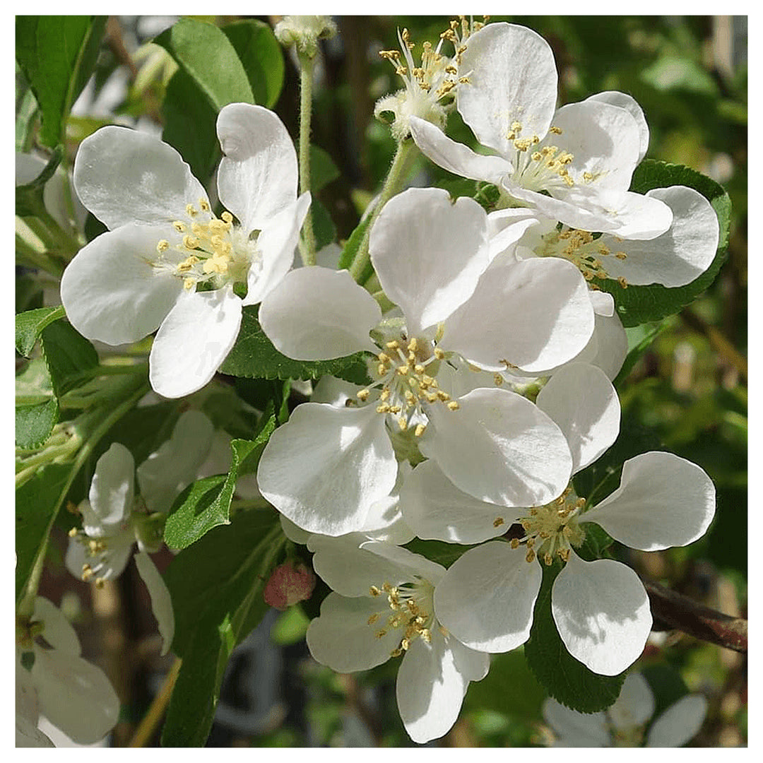 Heirloom Malus Flower Seeds, Non-GMO Ornamental Blooms for Garden Planting | Neera Seeds product photo [neera-v4-0acf79b422868e3ac114]