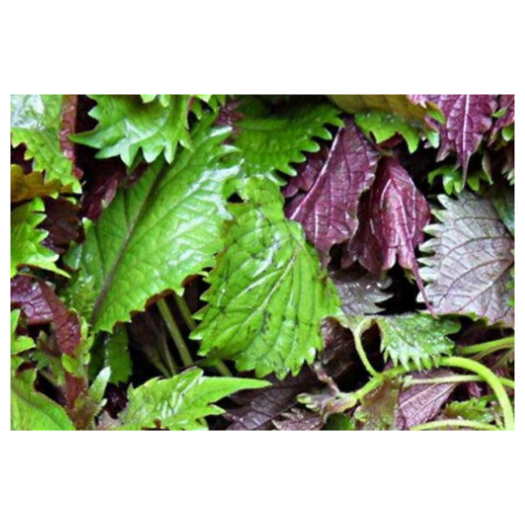 Purple &amp; Green Shiso Seeds for Planting – Japanese Basil Perilla frutescens var. crispa, Heirloom, Non-GMO, High Ge | Neera Seeds product photo [neera-v4-0ad349e59a91df7430ef]