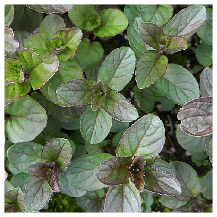 Chocolate Mint Herb Seeds – Heirloom, Non-GMO, Organic Garden Seeds for Planting – High Germination | Neera Seeds product photo [neera-v4-0add8f7d4429a3d89cb3]