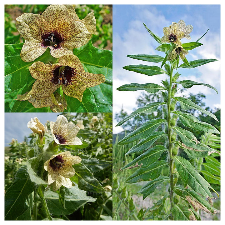 Cream Henbane Flower Seeds for Planting – Rare Medicinal Herb with Creamy Blooms | Neera Seeds product photo [neera-v4-0adefbaaa7080e2b65ed]