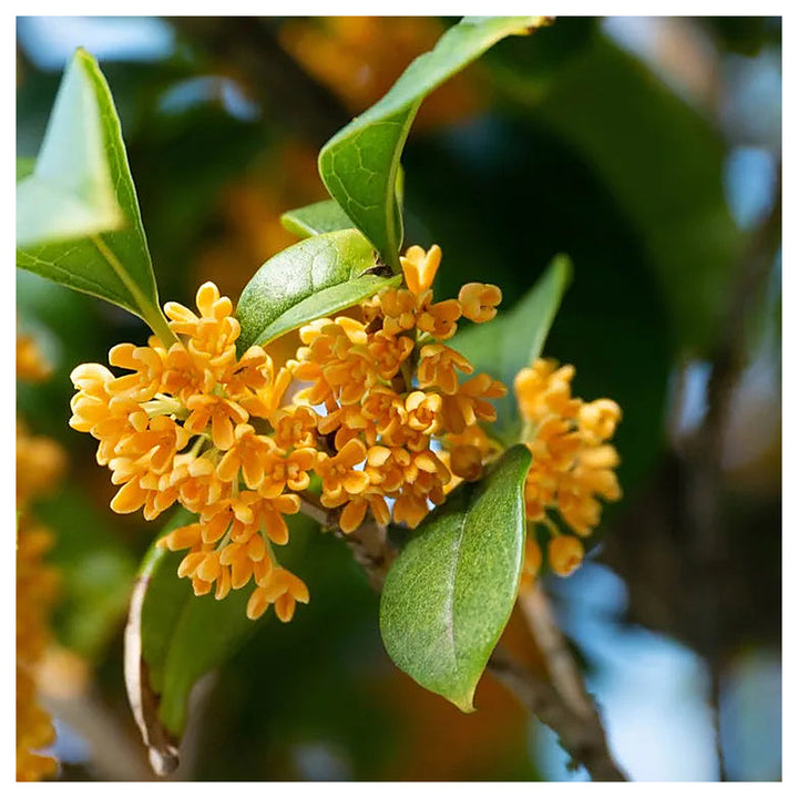 Heirloom Non-GMO Osmanthus Plant Seeds for Planting – Fragrant Evergreen Shrub for Ornamental Gardens | Neera Seeds product photo [neera-v4-0ae09fe192793ec70b0c]