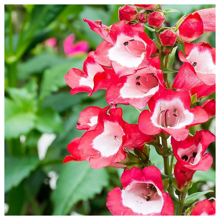 Hartwegi Flower Seeds – Heirloom, Non-GMO, Colorful Ornamental Blooms for Garden Planting | Neera Seeds product photo [neera-v4-0b0654a0504c709809da]
